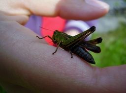grasshopper on the finger