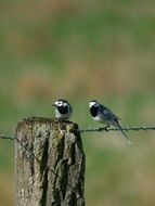 charming Mercury Tail Birds