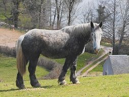 grey and white farm horse