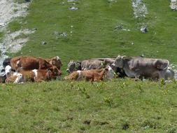 resting herd of cows