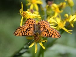 spotted butterfly on a yellow summer flower