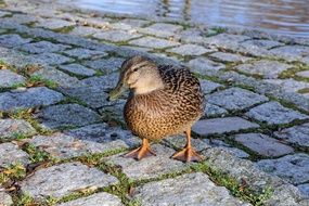 brown duck on the cobblestones on the shore of the pond