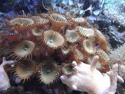 Anemone Palythoa in aquarium