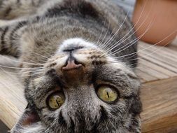 charming Cat Mieze