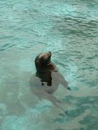 Seal Dog swim in pool