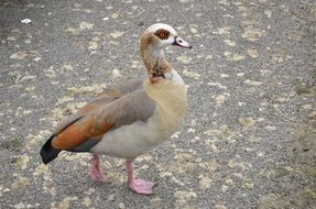 incredible Egyptian Duck