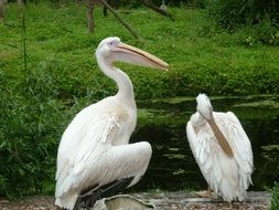 Birds Pelicans