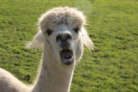 portrait of alpaca under the bright sun