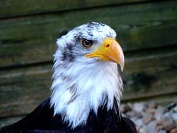 eagle near the wooden wall