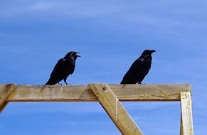 two perched ravens, usa, arizona