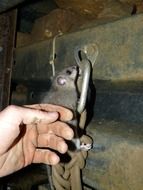 Edible Dormouse Stroke Fearless