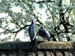 Pigeons on the stone