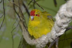 red and yellow parrot on a tree branch