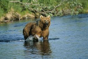 brown bear in water fauna