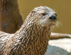 charming Otter