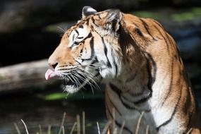 licking himself tiger