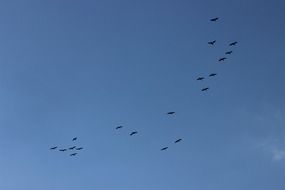 Bird Flight Sky