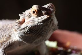 reptile bearded dragon close-up