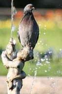 dove in the spray of a fountain