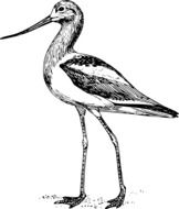 black and white drawing of a heron on a white background