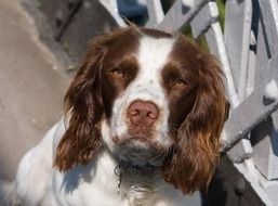 portrait of an english springer spaniel