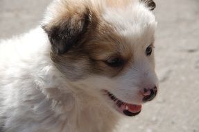 Beautiful colorful Yorkshire puppy