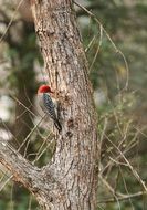 red bellied woodpecker on a tree