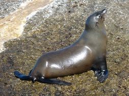 seal on the beach in Cape Town