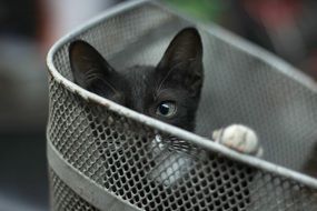 black kitty in a basket