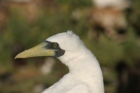 Masked Booby or Sula dactylatra