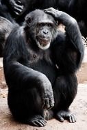 smart chimpanzee in a zoo