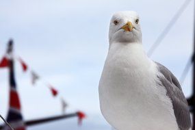 seagull on the background of the ship