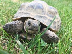 little turtle on green grass