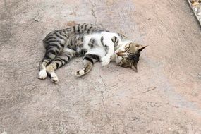 lying cute cat