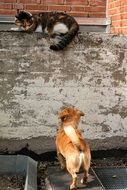 the dog growls at the cat