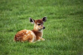 resting wild baby antelope