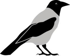 Dark crow