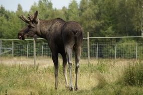 Bull Moose in the paddock on a sunny day