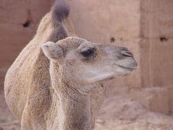 portrait of a dromedary