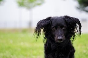 black Dog Portrait