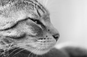 tabby cat with closed eyes