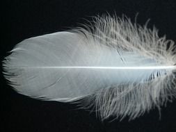 macro picture of light white feather