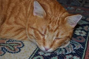 red cat is sleeping on a colorful carpet