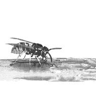 Illustration of wasp