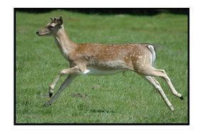 running roe deer on a green meadow