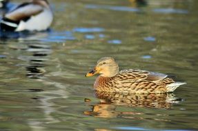 ducks and mallards swim in a clean pond