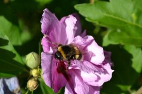 bumblebee sitting on the hibiscus flower