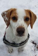 Cute white and Brown Dog sits on snow