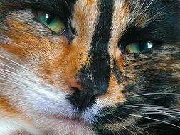 cat cute face close up