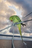 green parrot against a cloudy sky